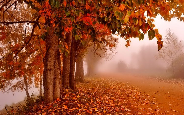 дорога, деревья, природа, туман, стволы, листва, осень, road, trees, nature, fog, trunks, foliage, autumn