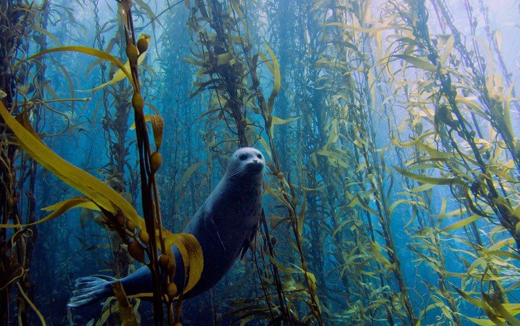 водоросли, тюлень, подводный мир, algae, seal, underwater world