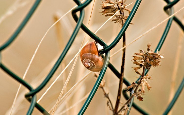 макро, забор, сетка, улитка, сухая трава, macro, the fence, mesh, snail, dry grass