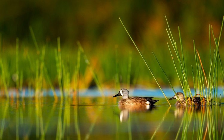 трава, вода, природа, отражение, птицы, утка, grass, water, nature, reflection, birds, duck