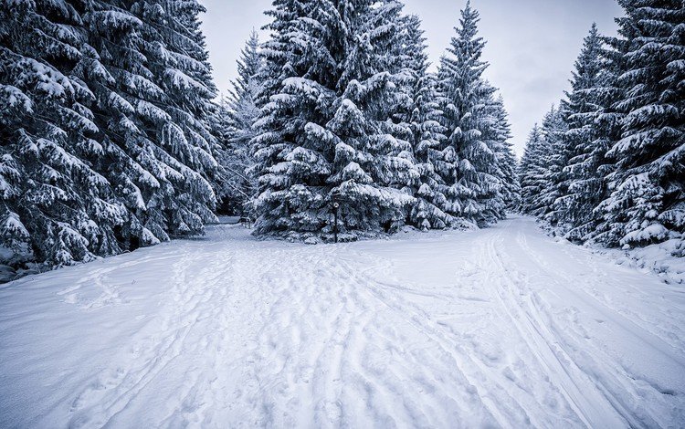 снег, природа, лес, зима, следы, ели, snow, nature, forest, winter, traces, ate