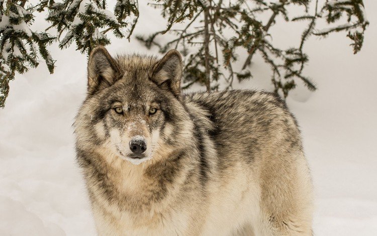 зима, взгляд, хищник, волк, winter, look, predator, wolf
