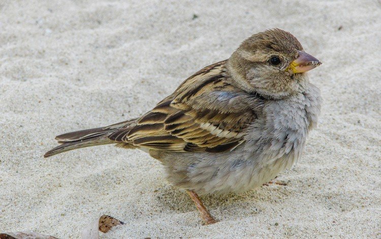 природа, песок, птица, клюв, воробей, nature, sand, bird, beak, sparrow