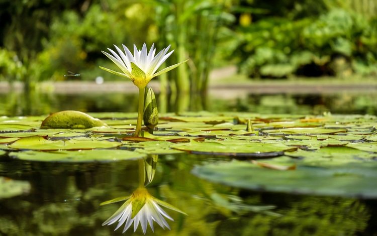 вода, отражение, цветок, лилия, кувшинка, нимфея, водяная лилия, water, reflection, flower, lily, nymphaeum, water lily
