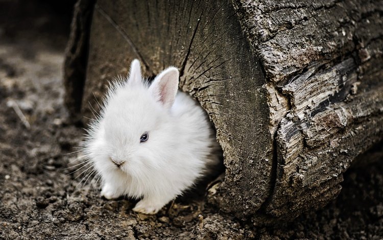 кролик, животное, бревно, зайчик, детеныш, rabbit, animal, log, bunny, cub