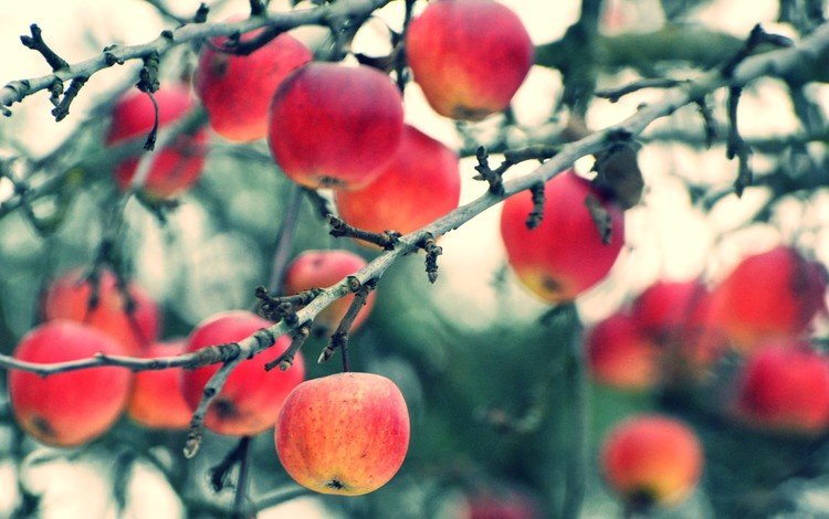 ветки, фрукты, яблоки, осень, размытость, урожай, плоды, branches, fruit, apples, autumn, blur, harvest