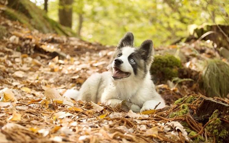 листья, осень, собака, щенок, лайка, якутская лайка, leaves, autumn, dog, puppy, laika