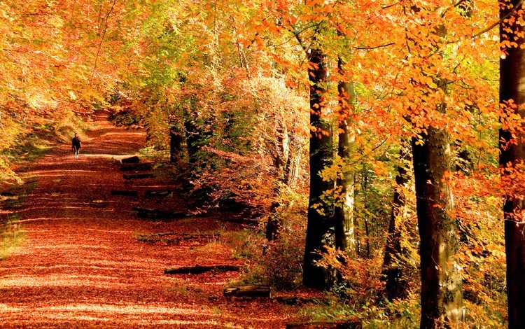 деревья, девушка, стволы, листва, осень, аллея, trees, girl, trunks, foliage, autumn, alley
