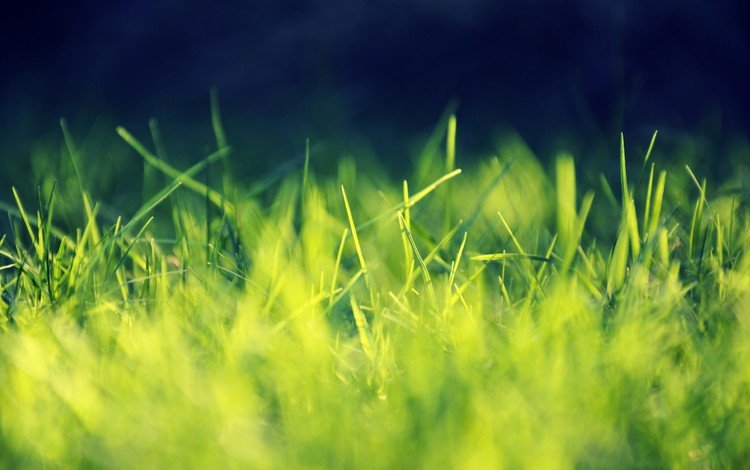 свет, трава, природа, фон, light, grass, nature, background