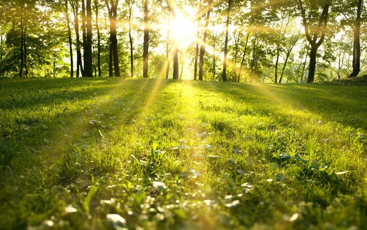 трава, деревья, природа, пейзаж, солнечные лучи, солнечный свет, grass, trees, nature, landscape, the sun's rays, sunlight