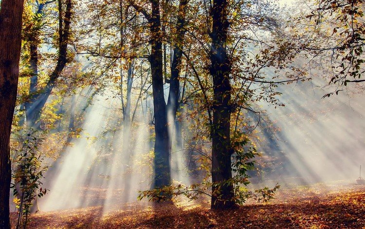 свет, деревья, природа, лес, лучи, листва, осень, солнечные лучи, light, trees, nature, forest, rays, foliage, autumn, the sun's rays