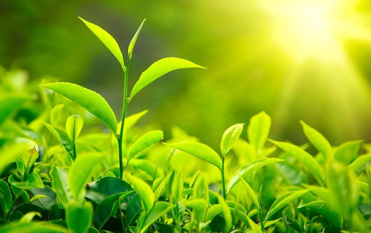 природа, листья, макро, зеленые, солнечный свет, чайные, листики чая, nature, leaves, macro, green, sunlight, tea