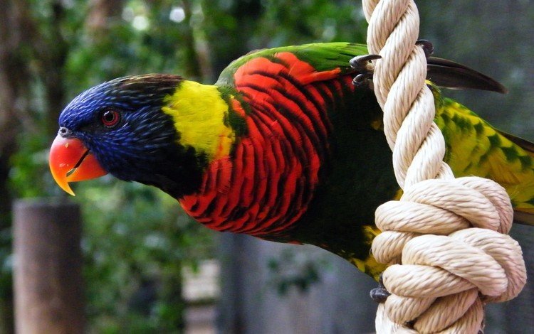 разноцветный, птица, клюв, перья, веревка, попугай, радужный лорикет, colorful, bird, beak, feathers, rope, parrot, rainbow lorikeet
