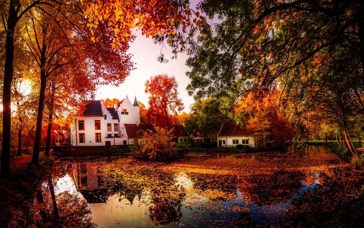 деревья, природа, отражение, осень, дома, пруд, trees, nature, reflection, autumn, home, pond