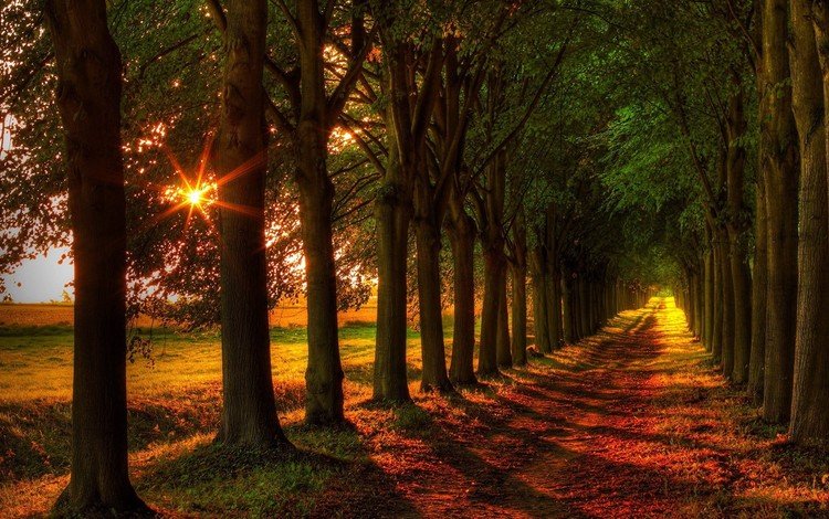 дорога, деревья, природа, осень, тропинка, аллея, солнечные лучи, road, trees, nature, autumn, path, alley, the sun's rays