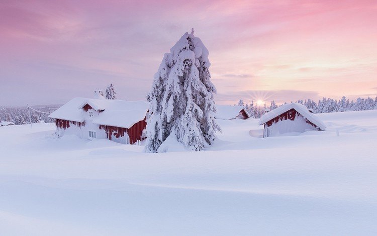 снег, дерево, пейзаж, утро, дома, сугробы, snow, tree, landscape, morning, home, the snow