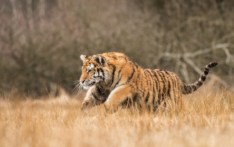 тигр, природа, хищник, большая кошка, tiger, nature, predator, big cat