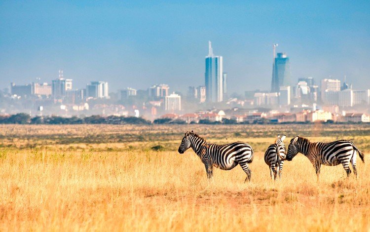 зебра, поле, город, африка, кения, зебры, nairobi national park, найроби, zebra, field, the city, africa, kenya