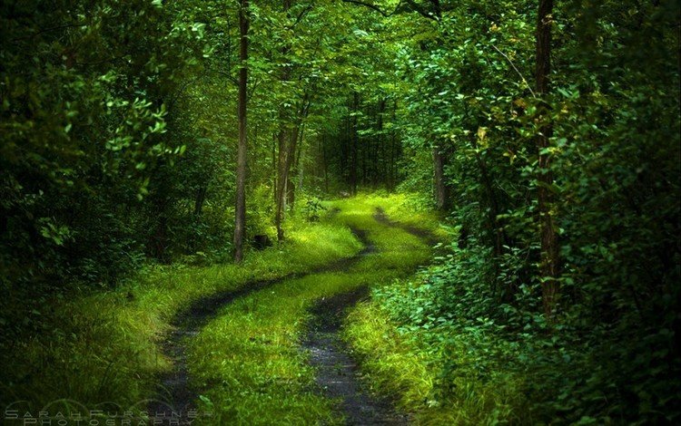 свет, дорога, деревья, лес, листва, лето, light, road, trees, forest, foliage, summer