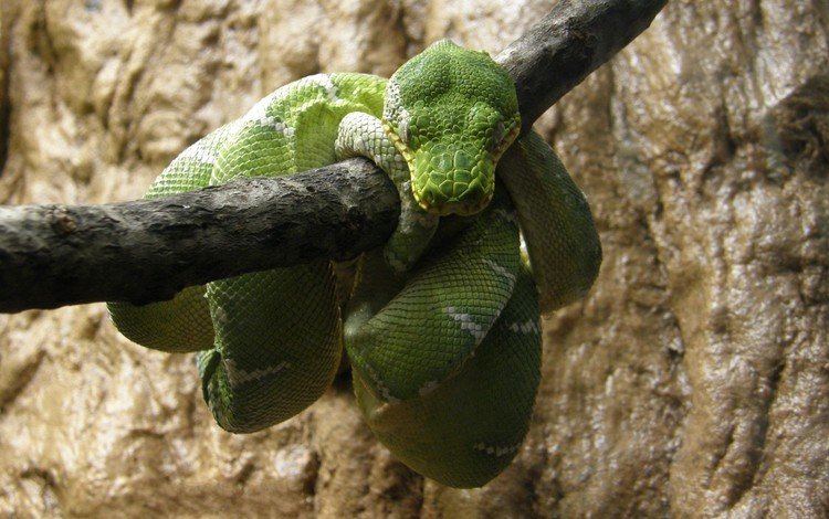 змея, отдых, зеленая, питон, рептилия, пресмыкающиеся, древесный питон, snake, stay, green, python, reptile, reptiles
