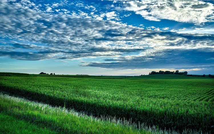 небо, облака, зелень, поле, горизонт, сша, кукуруза, айова, the sky, clouds, greens, field, horizon, usa, corn, iowa