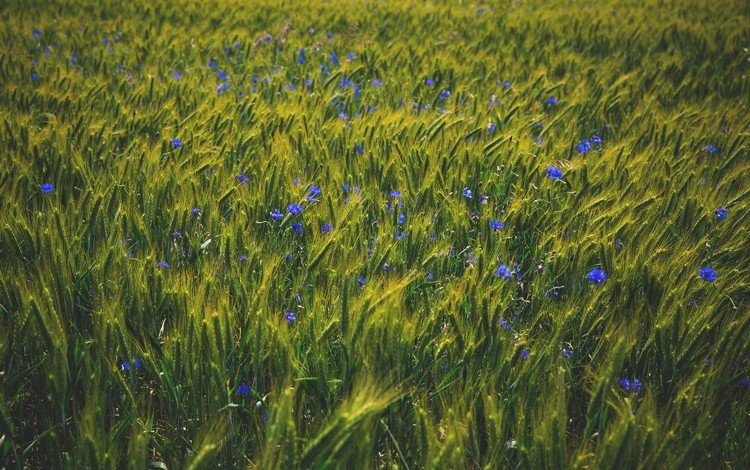 природа, поле, лето, пшеница, синие, васильки, полевые цветы, nature, field, summer, wheat, blue, cornflowers, wildflowers