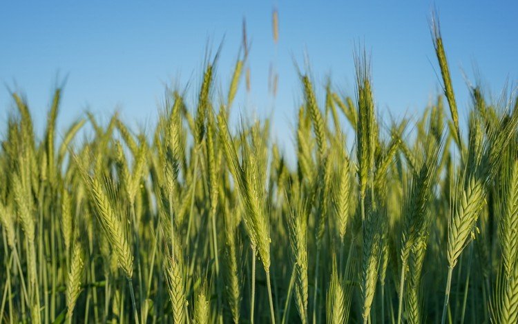 природа, поле, колосья, пшеница, nature, field, ears, wheat