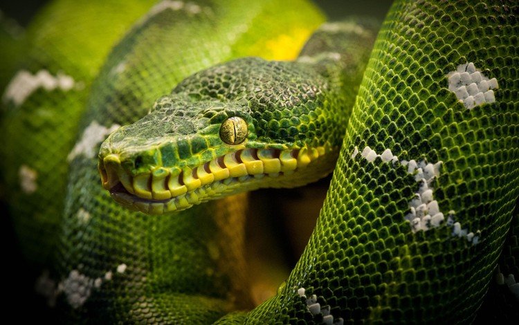змея, питон, рептилия, snake, python, reptile
