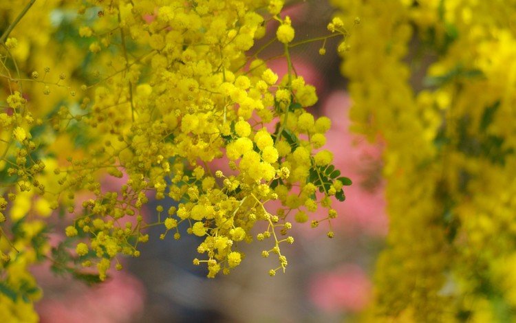 дерево, цветение, весна, желтые, цветки, акация, мимоза, tree, flowering, spring, yellow, flowers, acacia, mimosa