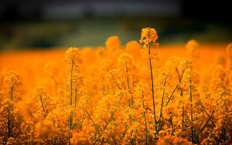 цветы, поле, размытость, рапс, flowers, field, blur, rape