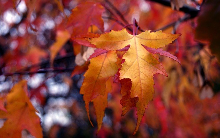 природа, листья, осень, боке, nature, leaves, autumn, bokeh