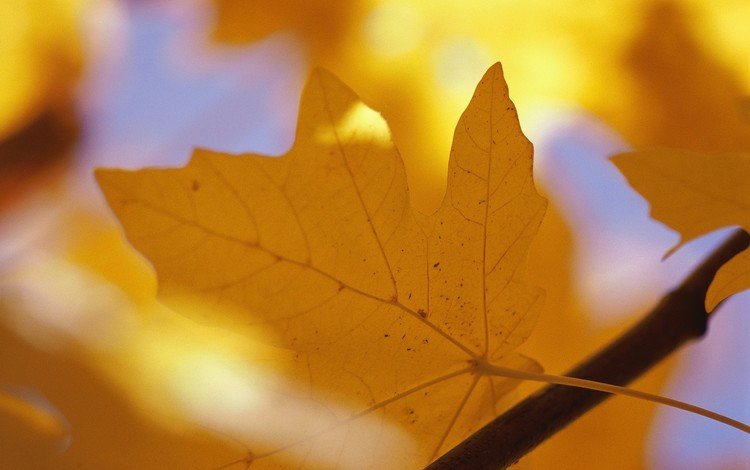 ветка, желтый, осень, лист, прожилки, клен, кленовый лист, branch, yellow, autumn, sheet, veins, maple, maple leaf