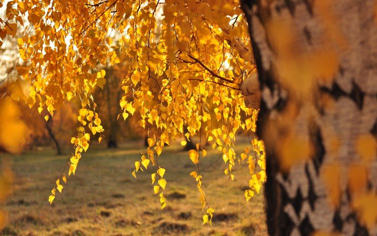 дерево, листья, ветки, осень, береза, солнечный свет, tree, leaves, branches, autumn, birch, sunlight