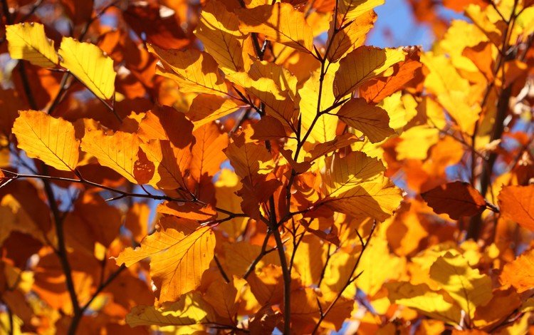 листья, ветки, листва, осень, крупный план, leaves, branches, foliage, autumn, close-up