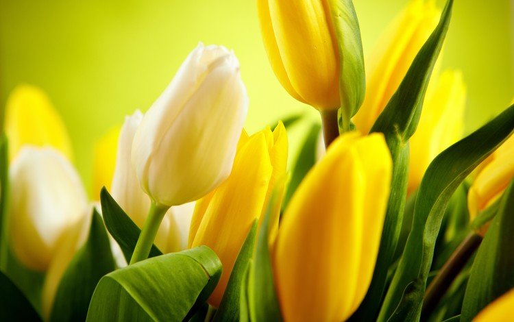 цветы, бутоны, тюльпаны, белые, желтые, flowers, buds, tulips, white, yellow
