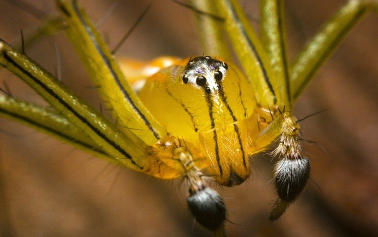 паук, крупным планом, членистоногие, spider, closeup, arthropods