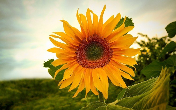 небо, природа, цветок, поле, подсолнух, растение, the sky, nature, flower, field, sunflower, plant