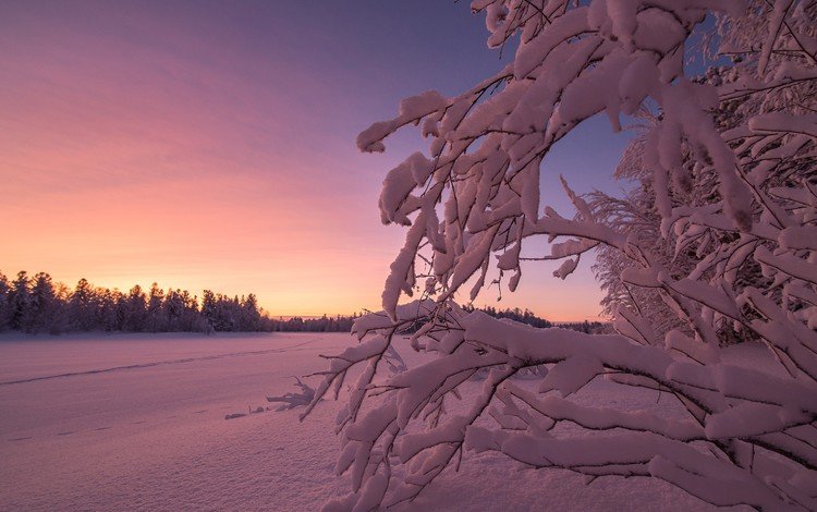 небо, снег, закат, зима, ветки, the sky, snow, sunset, winter, branches