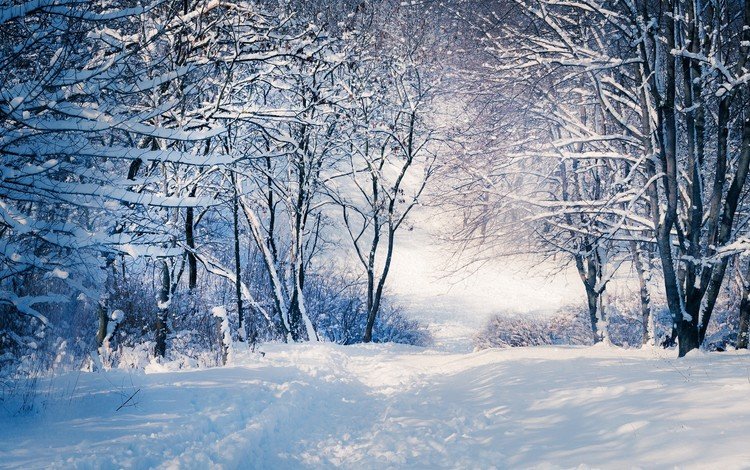 деревья, снег, зима, ветки, тропинка, trees, snow, winter, branches, path
