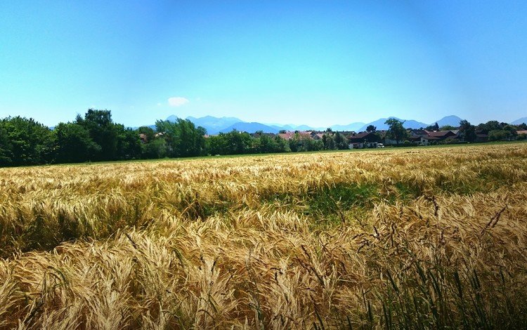 небо, природа, пейзаж, поле, горизонт, пшеница, the sky, nature, landscape, field, horizon, wheat