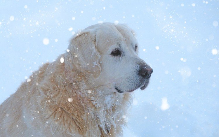 мордочка, собака, золотистый ретривер, снегопад, muzzle, dog, golden retriever, snowfall