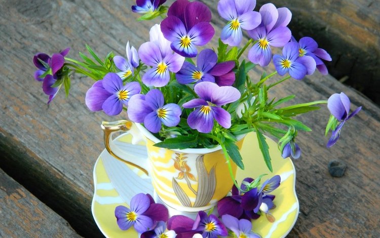 цветы, лепестки, блюдце, чашка, анютины глазки, фиалки, flowers, petals, saucer, cup, pansy, violet