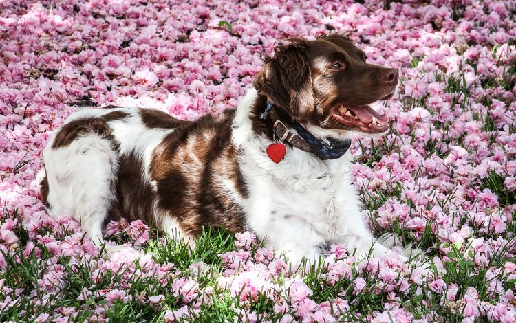 цветы, мордочка, взгляд, собака, ошейник, австралийская овчарка, flowers, muzzle, look, dog, collar, australian shepherd