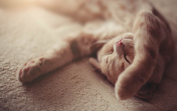 кот, кошка, сон, лапки, andrey danilovich, cat, sleep, legs
