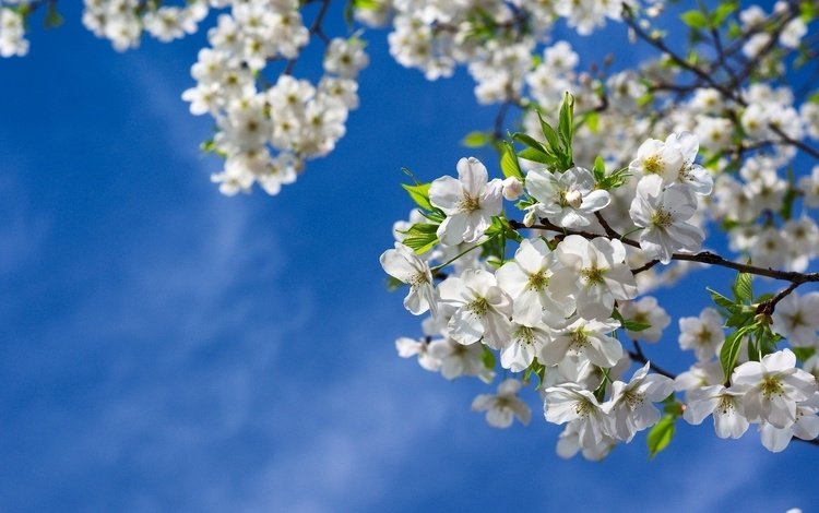 цветы, природа, цветение, весна, вишня, flowers, nature, flowering, spring, cherry