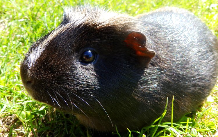 трава, животное, черная, зверек, грызун, морская свинка, grass, animal, black, rodent, guinea pig