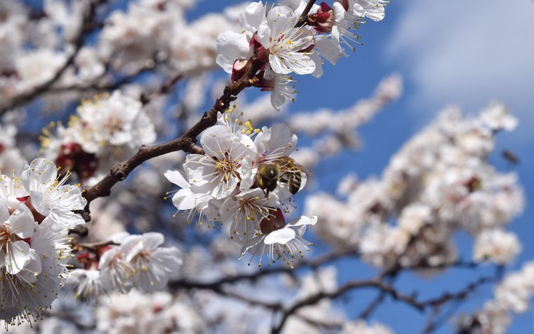 цветы, цветение, насекомые, весна, абрикос, пчела, flowers, flowering, insects, spring, apricot, bee