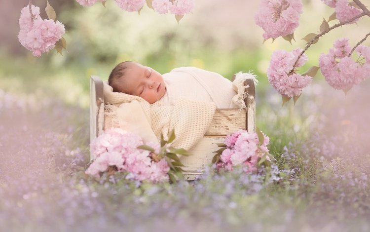 цветы, цветение, ветки, сон, сакура, малыш, младенец, спящий, кроватка, flowers, flowering, branches, sleep, sakura, baby, cot