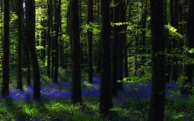 цветы, деревья, природа, лес, стволы, солнечный свет, flowers, trees, nature, forest, trunks, sunlight