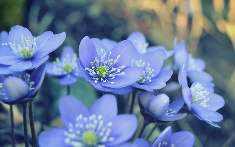 цветы, природа, лепестки, весна, голубые, ветреница, печёночница, flowers, nature, petals, spring, blue, anemone, pechenocna